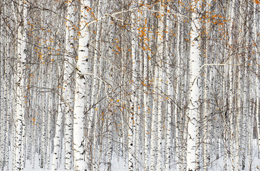Winter landscape with white birch trees and a few yellow leaves