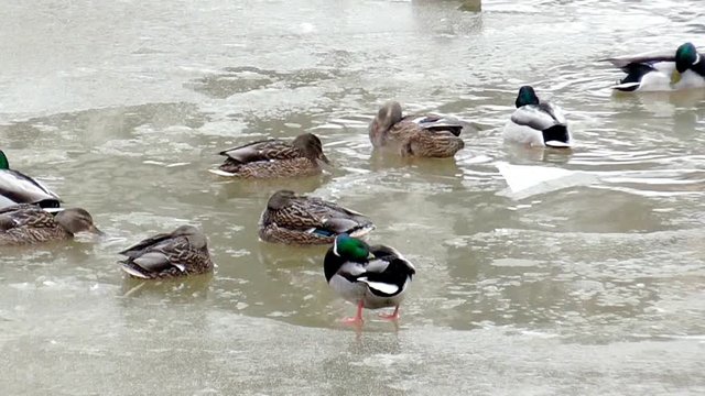 Wild ducks swim in frozen water in winter. A flock of Birds on the ice of the frozen river. Animal life in the harsh cold season. 