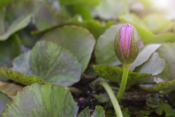 Obraz na płótnie Canvas Pink lotus bud in the garden