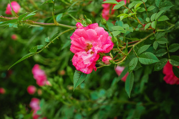 Bush with blooming pink roses in drops of dew.