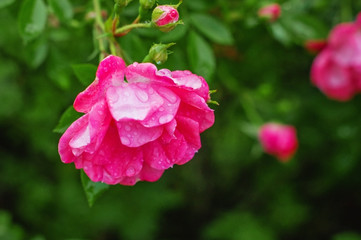 Bush with blooming pink roses in drops of dew.