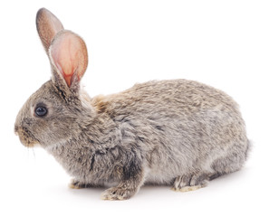 Brown bunny.