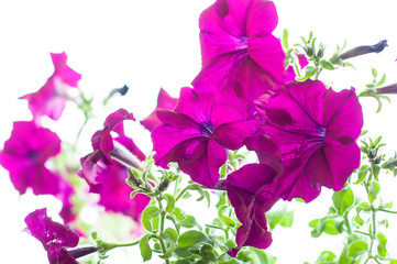 Colored petunia flowers in the garden