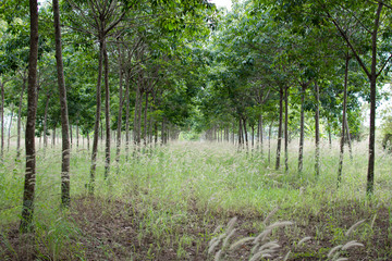 Rubber plantation which has grass, Hevea garden in Thailand.