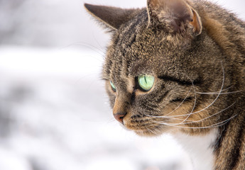 Katze im Winter, fokussiert auf ein Objekt der Begierde