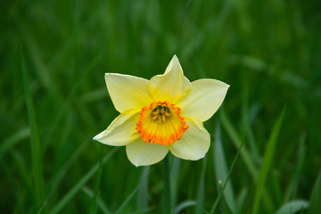 Gelbe Blume in der Natur