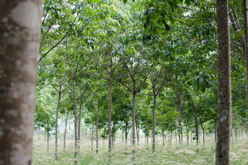 Rubber plantation which has grass, Hevea garden in Thailand.