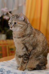 aufmerksame graue Hauskatze seitlich betrachtet