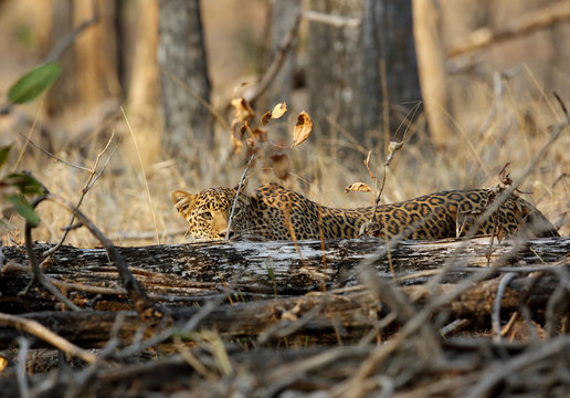 A Leopard peeping from the tree trunk, Pench National Park