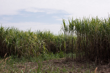 Fototapeta na wymiar Sugar cane plantations in the green garden