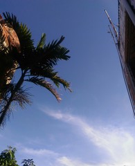 Céu com nuvens e coqueiro