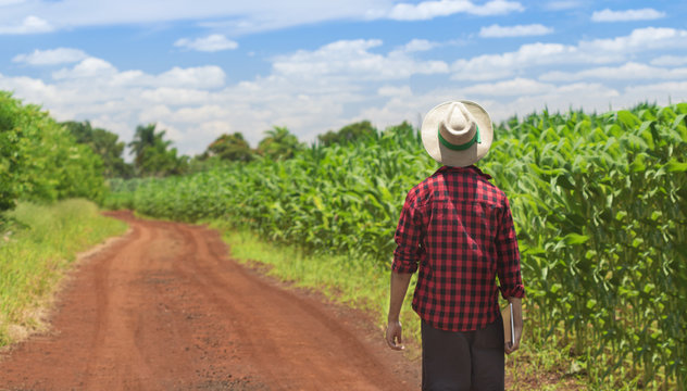 Farmer with hat holding digital tablet computer walking in cultivated corn field plantation farm. Concept Image.