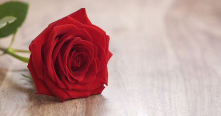 red rose on on old wood background, 4k photo