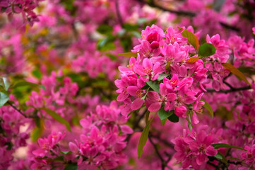 Sakura. Cherry blossoms japan. Pink spring blossom background.