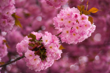 Sakura. Cherry blossoms japan. Pink spring blossom background.
