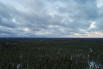 Aerial ascent flight over winter pine forest in dark evening after sunset, drone photo