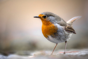 Robin