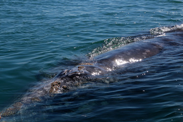 Fototapeta premium Whale Watching- Baja California