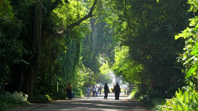People walking in Royal Botanical Garden, Peradeniya, Kandy, Sri-Lanka