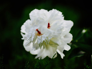 Peony in the wind