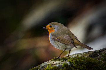 Robin