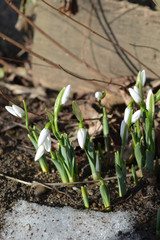 Snowdrop flower