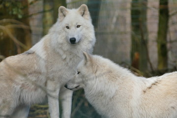 Obraz premium Hudson Bay Wölfe