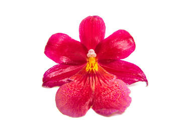 Fototapeta na wymiar red orchid flower