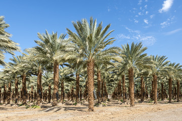 Fototapeta na wymiar Plantation of date palms