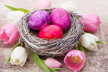 Fototapeta na wymiar Easter eggs in the nest und tulip. Gray background.