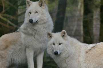 Obraz premium Hudson Bay Wölfe