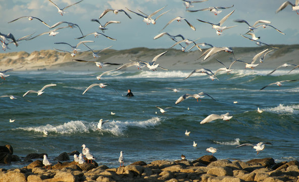 surf &agrave; la Torche