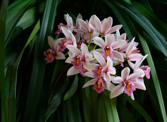 Cymbidium Orchid Blooms