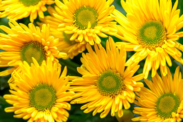 Fototapeta na wymiar Yellow flowers background