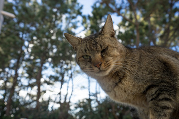 猫