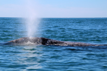 Whale Watching- Baja California