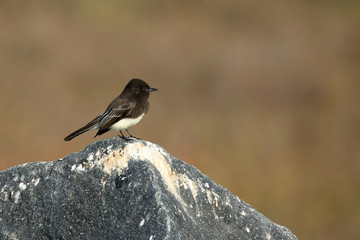 One Black phoebe perched on a rock