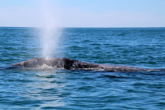 Whale Watching- Baja California