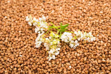 the buckwheat flower photographed by a close up lying