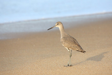 Shorebird standing at waters edge © John Wijsman