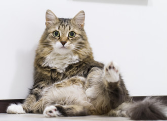 brown white kitten of siberian breed