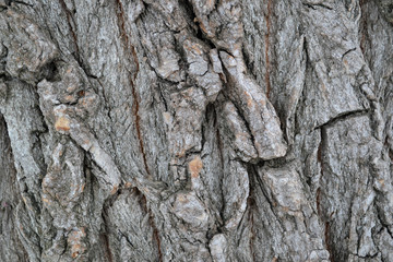 Beautiful bark of the old tree