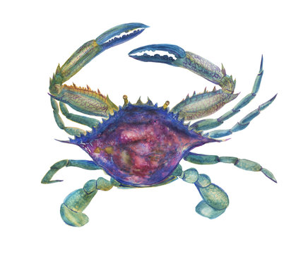 watercolor painting blue crab