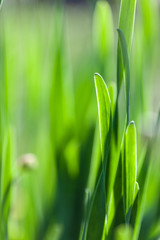 Green grass soft focus macro photo.