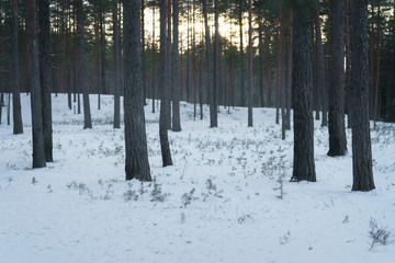 winter pine forest with sunset light, tranquil landscape photo