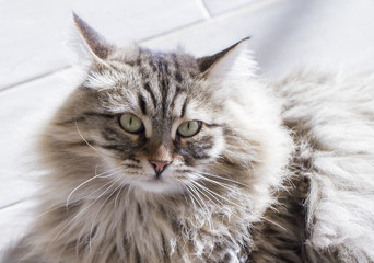 brown tabby cat lying on the floor, siberian breed