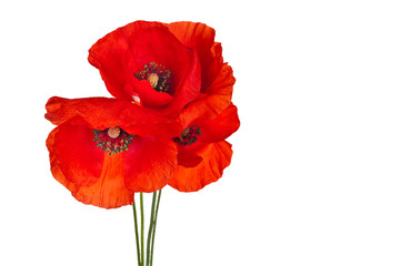 red poppy blooms isolated