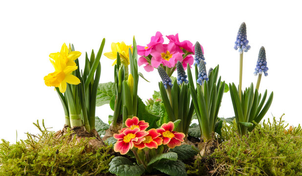 Fr&uuml;hlingsblumen