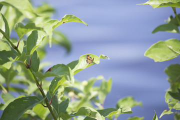 Orange Butterfly on Lakeshore Plant