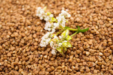 the buckwheat flower photographed by a close up lying